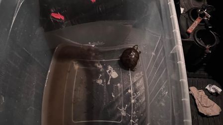 Por primera vez, detienen y procesan a saqueadores de tortuga Casquito de Vallarta