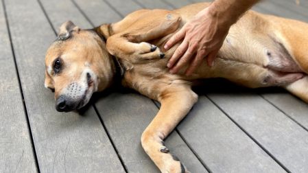Abdomen inflamado en perros