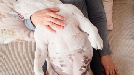 Abdomen inflamado en perros