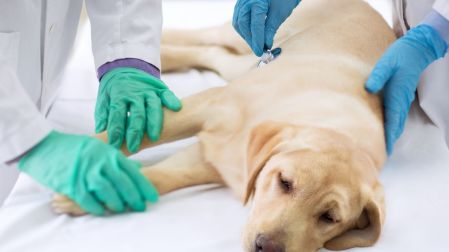 Abdomen inflamado en perros