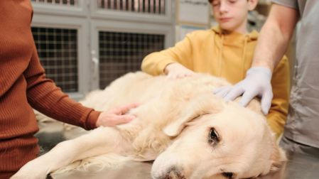 Abdomen inflamado en perros