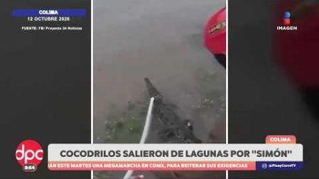 Precipitaciones intensas provocan severas inundaciones en diversos municipios del #Edomex.
En #Colima, el huracán “Simón” provoca la salida de cocodrilos de sus lagunas.
Impacto del huracán “Rachel” dejo un saldo de cuatro personas fallecidas.
#NoticiasImagen #PaolaRojasDPC
De Pisa y Corre con Paola Rojas de lunes a viernes a las 8:00 am por Imagen Televisión.
Visita también nuestra página www.imagentv.com
O en las redes De Pisa y Corre:
Instagram: https://www.instagram.com/depisaycorretv
TikTok: https://www.tiktok.com/@depisaycorretv
X: https://twitter.com/PisayCorreTV
Facebook: https://facebook.com/depisaycorretv
O en nuestras redes de Imagen Noticias:
Instagram: https://www.instagram.com/imagentvnoticias
TikTok: https://www.tiktok.com/@imagennoticias
X: https://twitter.com/imagentvmex
Facebook: https://facebook.com/ImagenTVNoticias
¡Déjanos tus comentarios, da like, comparte y suscríbete!