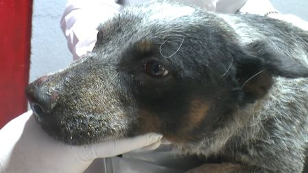 Todos los seres sintientes fueron llevados al Centro de Atención y Bienestar Animal de Coacalco