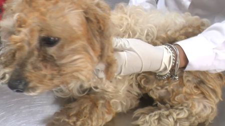 Los perros fueron llevado a un centro de bienestar animal