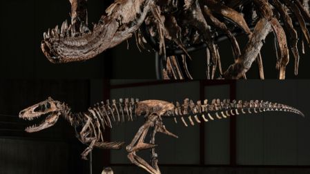 El fósil debe su nombre a Jodi Pierson, quien lo descubrió en sus tierras de Montana.
