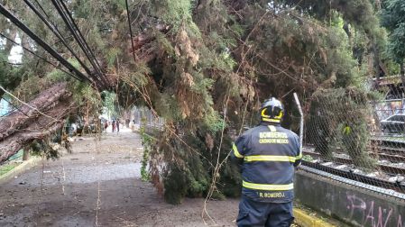 Un árbol cayó sobre el cable de alimentación eléctrica del Tren Ligero, el incidente ocurrió en la interestación Tepepan-Periférico y provocó la suspensión temporal del servicio. Bomberos acudieron a seccionar las ramas.