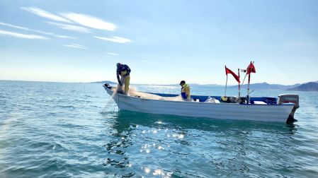 La pesca con redes de enmalle en el hábitat de la vaquita marina nunca se detuvo