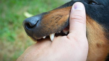 ¿Cada cuándo tengo que vacunar a mi perro contra la rabia?