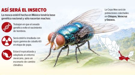 mosca para gusano barrenador