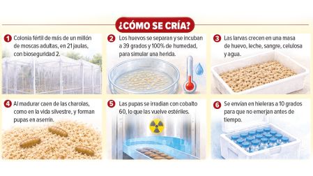 MOSCAS PARA EL GUSANO BARRENADOR