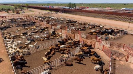 La Estación Cuarentenaria de Agua Prieta retomará las exportaciones el próximo martes, luego de limpiar y desinfectar sus instalaciones