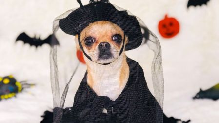 Chiwinity 2026 celebra el Día de Muertos con tu perrito chihuahua en CdMx