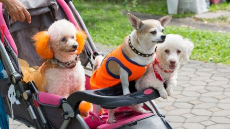 Chiwinity 2026 celebra el Día de Muertos con tu perrito chihuahua en CdMx