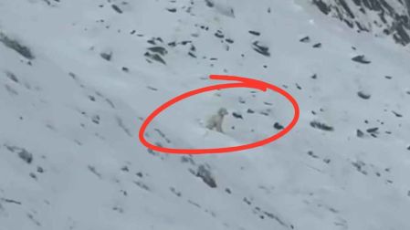 El rescate de LouLou, la perrita perdida en Alaska