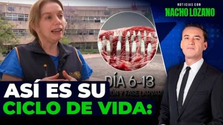 El #GusanoBarrenador, es una plaga que se erradicó de México en la década de 1990, sin embargo, decisiones del gobierno como cerrar una planta para producir mosca estéril, contrabando de ganado y cambio climático; hicieron que volviera y con fuerza. Así es su ciclo de vida: 

#NoticiasConNachoLozano 

¡Como nadie en la noche! #ImagenNoticias con Nacho Lozano de lunes a viernes a las 10:30 pm en el 3.1 #ImagenTelevisión. 

Visita nuestro sitio Web: http://bit.ly/2nT2Wz5 

Síguenos en nuestras redes: 
Instagram: @imagentvnoticias 
Tiktok: @imagennoticias 
X: @ImagenNoticias_ 
Facebook: https://www.facebook.com/ImagenTVNoticias/ 

Aquí encontrarás la mejor información nacional e internacional de Imagen Noticias con Francisco Zea, Paola Rojas, Crystal Mendivil, Nacho Lozano y Enrique Sánchez.