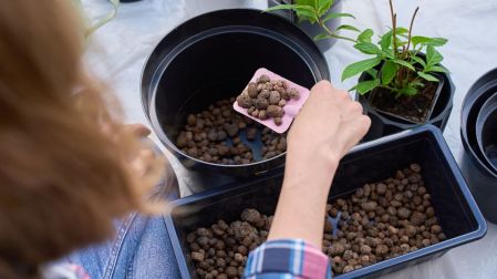 ¿Qué es la Leca para plantas?
