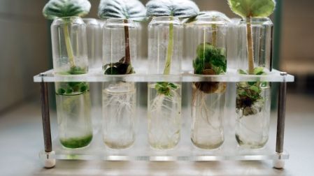 ¿Qué es la Leca para plantas?