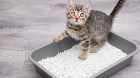 ¿Qué son los granos blancos en las heces de los gatos?