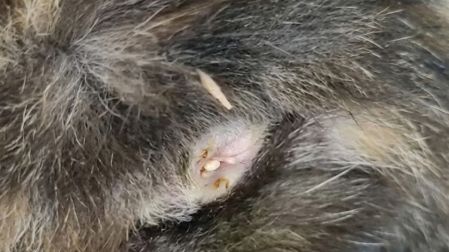 ¿Qué son los granos blancos en las heces de los gatos?