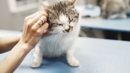 ¿Qué son los granos blancos en las heces de los gatos?