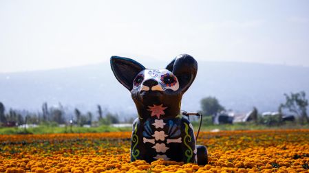 Imagen de cartón figura en un campo de flor de cempasúchil