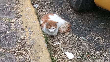 De acuerdo con los propios vecinos, al interior de este lugar todavía permanecen los cadáveres de seis perritos