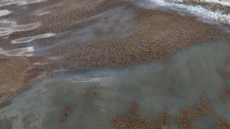 Sargazo que llega hasta las playas del Caribe Mexicano
