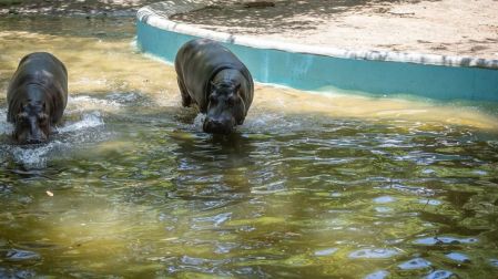 “Motomoto”, un hipopótamo de tan sólo 3 años de edad, que falleció al interior del zoológico de Culiacán