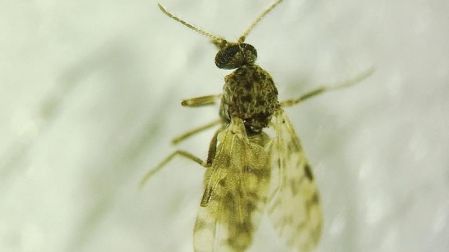 Los culicoides pueden actuar como vectores, es decir, como intermediarios que transportan un patógeno entre huéspedes