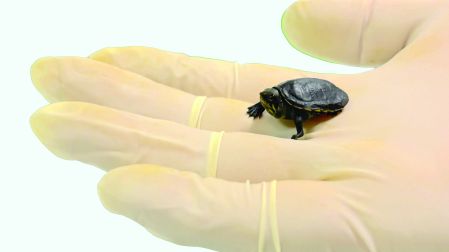 La tortuga casquito de Vallarta se encuentra al borde de la extinción a sólo ocho años de que investigadores universitarios la descubrieron, debido al tráfico ilegal destinado al mercado negro de mascotas en China, y la pérdida de su hábitat.