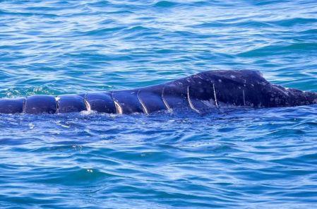 Una cría de ballena jorobada sufrió 12 cortes profundos tras ser atropellada por una embarcación en Bahía de Banderas, Nayarit.