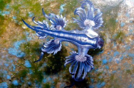 Dragón azul (Glaucus atlanticus): qué es y qué pasa si lo tocas Foto Canva