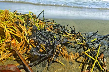 Durante un recorrido realizado por este diario se constató la presencia de chapopote en la playa La Trocha, en Alvarado.