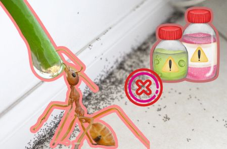 ¿Cómo eliminar una plaga de hormigas sin insecticida?