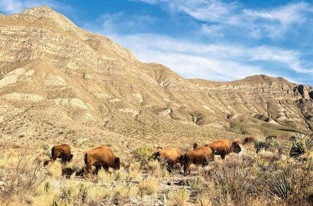 Ejemplares de bisonte americano en Coahuila.