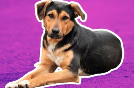 Mitos sobre los perros mestizos