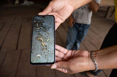 De acuerdo con el reporte de la dependencia federal, correspondiente a la semana epidemiológica 21 se confirmó un nuevo caso de miasis por Cochliomyia hominivorax.