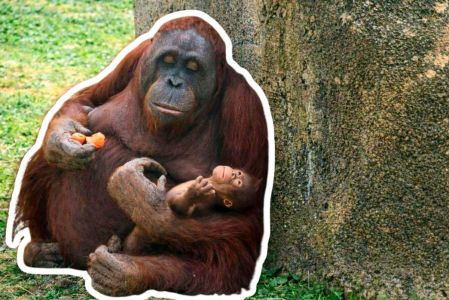 nace-orangutan-borneo-zoologico-madrid-especie-peligro-extincion