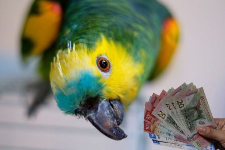 La multa por tener un perico o loro en casa en 2025