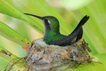 ¿Qué significa si un colibrí hace su nido en mi casa?