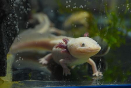 En Amealco de Bonfil se confirmó la presencia de ajolotes del Altiplano en riesgo de extinción.