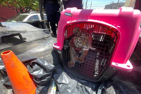 Carlos Arzu “N” de 36 años y propietario del tigre, no pudo acreditar la documentación legal que autorizara la posesión del felino