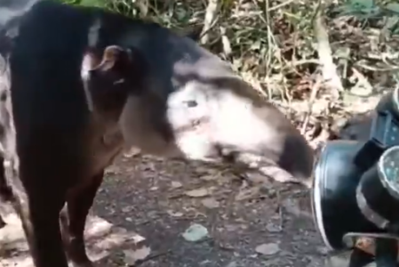 Un tapir en Calakmul fue diagnosticado con miasis por Gusano Barrenador del Ganado.
