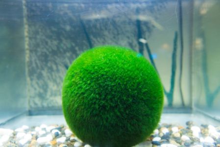 Marimo: qué es la planta japonesa que vive más de 100 años y cómo cuidarla