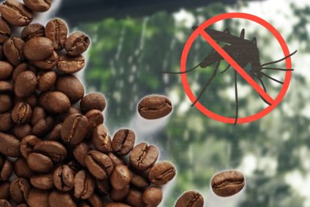 ¿Más mosquitos por la lluvia? El truco del café quemado que ayuda a ahuyentar a estos insectos