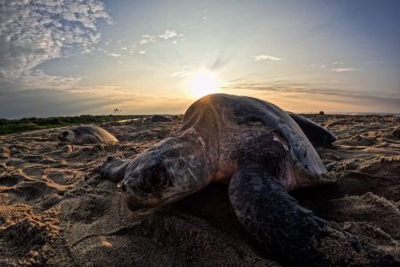 Durante la temporada 2025-2026 se han protegido más de 113 millones de huevos y un millón 263 mil anidaciones en Playa Escobilla.