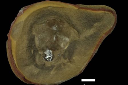 Foto: University of Reading