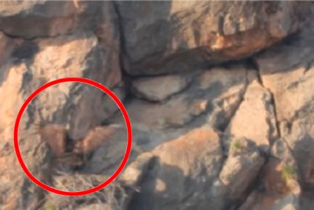 El establecimiento de este nido es un indicador positivo de la salud del ecosistema y un avance fundamental en la protección de esta especie.