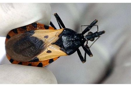 Un inspector sanitario sostiene una chinche de pico (Triatoma dimidiata) en El Carpintero, Honduras, el 17 de mayo de 2005.