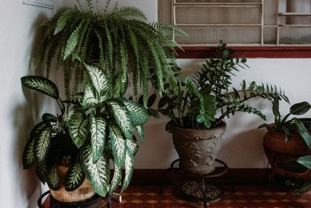 Plantas de interior que crecen sin luz: guía de especies resistentes